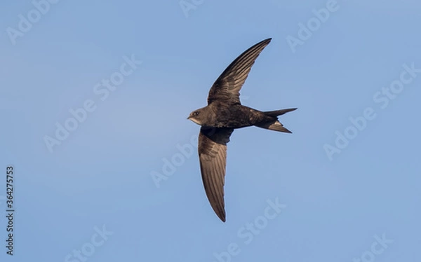 Obraz Swift Flying
