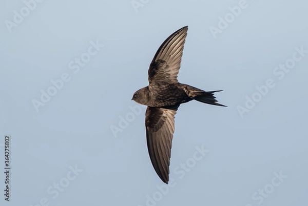 Fototapeta Swift Flying
