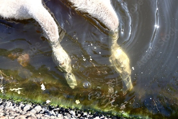 Fototapeta Two cygnets feeding underwater one with beak open