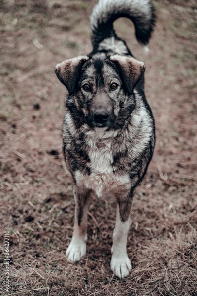 Obraz pooch