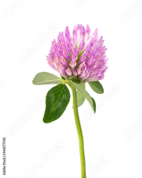 Fototapeta Clover flower on a stem with green leaves, isolated on white background.