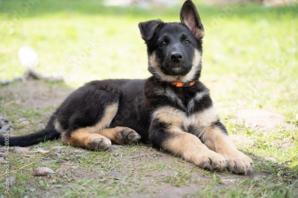 Obraz a shepherd puppy in a red collar lies on the ground