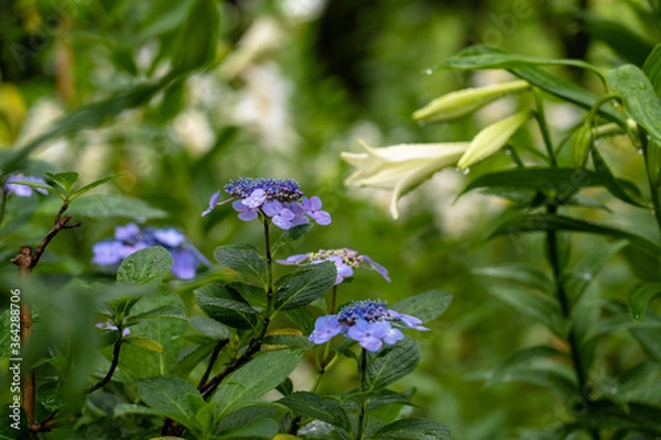 Fototapeta 雨に濡れて咲くユリと紫陽花