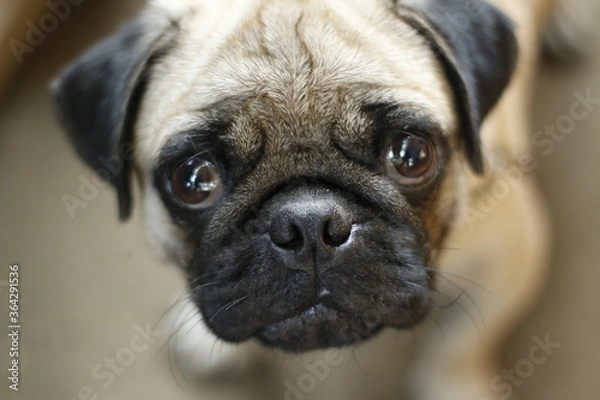 Fototapeta close up portrait of a dog