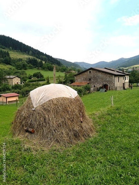 Fototapeta hay bales in the field