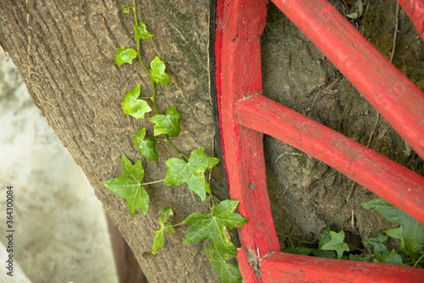 Obraz Rueda junto trepadora