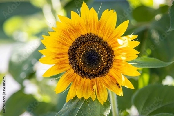 Fototapeta Sunflower 