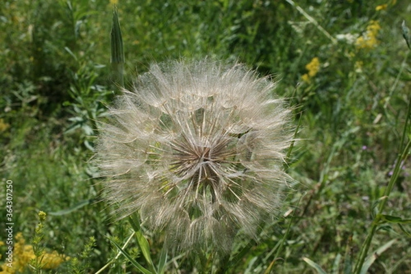 Obraz dandelion