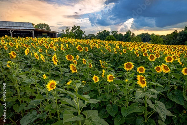 Obraz Sunflower Sunset 