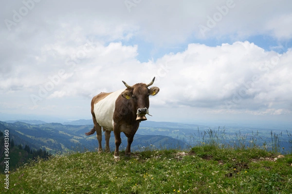 Fototapeta cow facing the camera on a mountain ridge in the bavarian alps