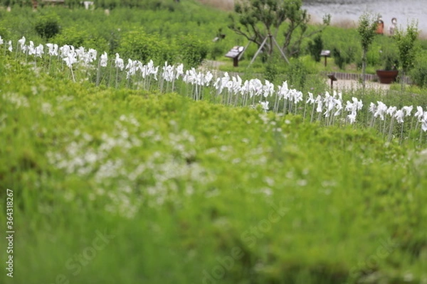 Fototapeta 울산 태화강 표현입니다.