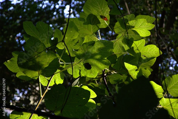Obraz Sombras sobre las hojas