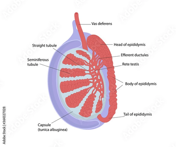 Obraz Testicular anatomy. Structur of testis