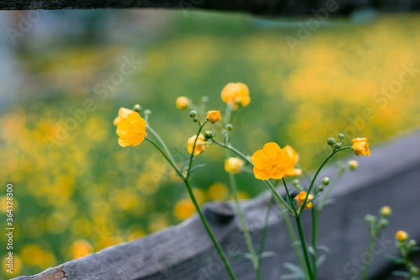 Obraz yellow flowers