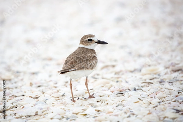 Fototapeta Wilson's Plover at the Beach