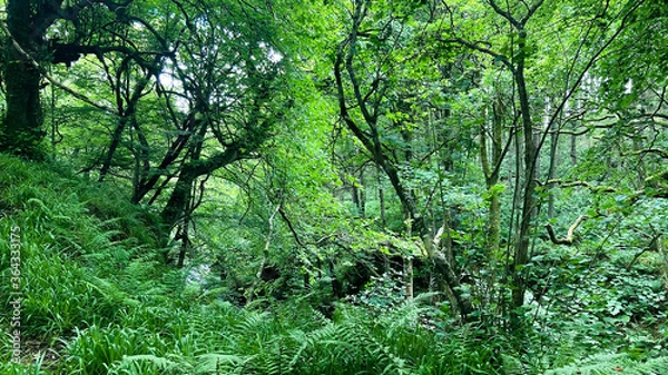 Obraz green grass in the forest