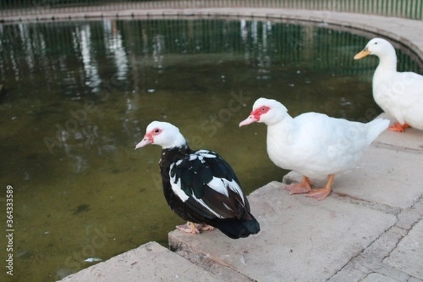 Obraz patos