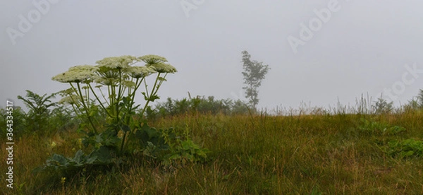 Obraz  flowers in the fields among the fogs