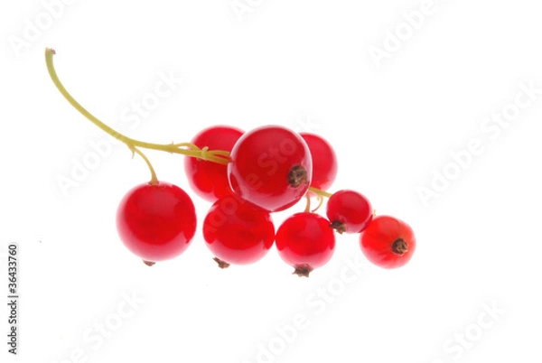 Obraz red berries