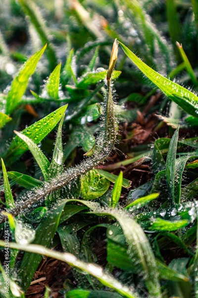 Fototapeta grasshopper on the grass