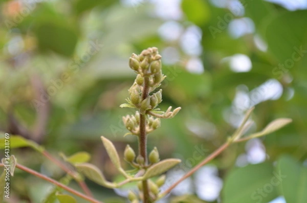 Obraz planta