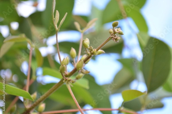 Obraz primer plano planta