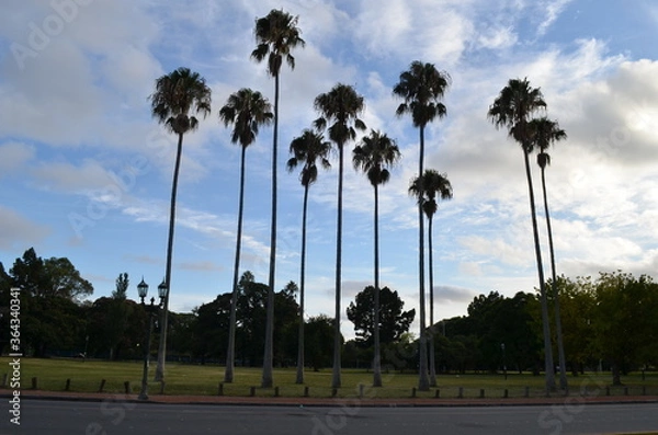 Obraz palmeras con cielo hermoso