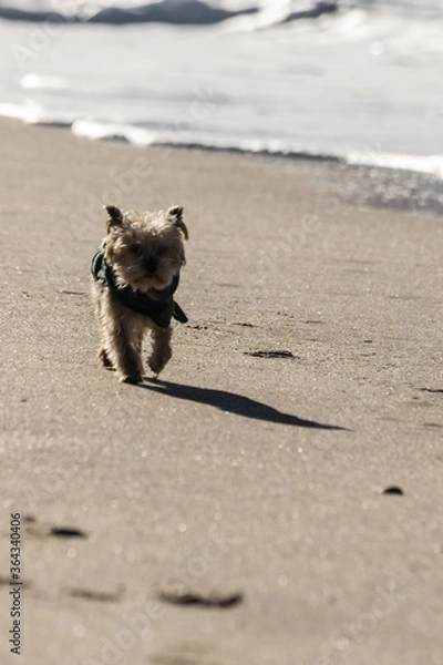Obraz dog playing on the beach