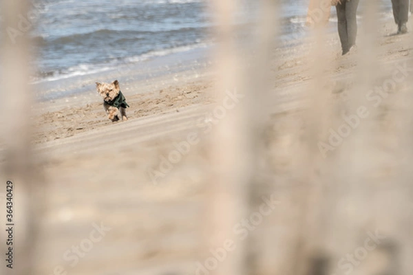 Obraz walking on the beach