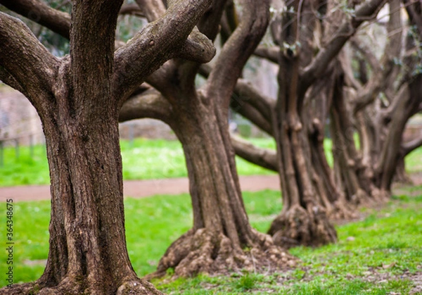 Fototapeta Row Of Old Small Trees