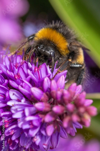 Obraz bee on a flower