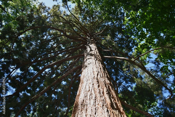 Fototapeta Baumstamm 2