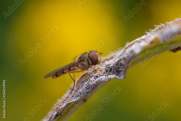 Obraz Hoverfly at rest on a flower