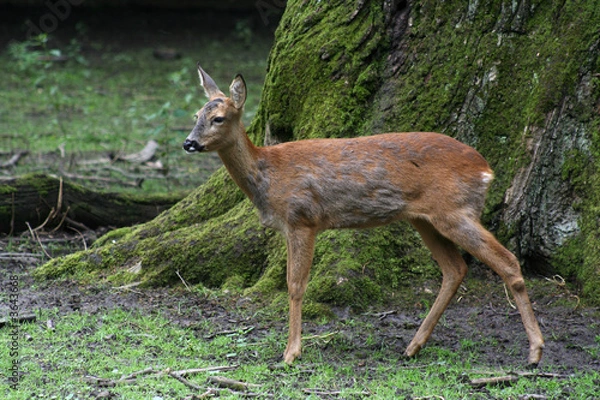 Fototapeta Reh