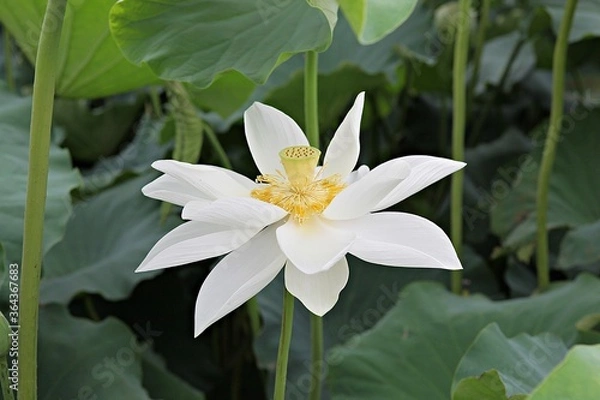 Fototapeta 한국 경기도 시흥시 관곡지 입니다