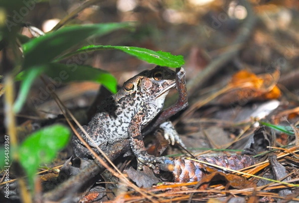 Obraz American toad sitting in the forest under a leaf