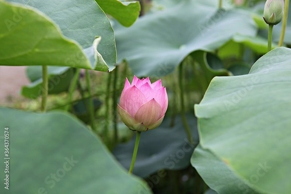 Fototapeta 한국 경기도 시흥시 관곡지 입니다