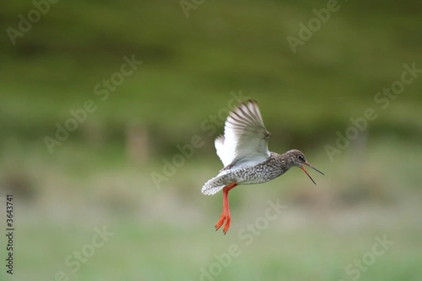 Obraz Nestverteidigung