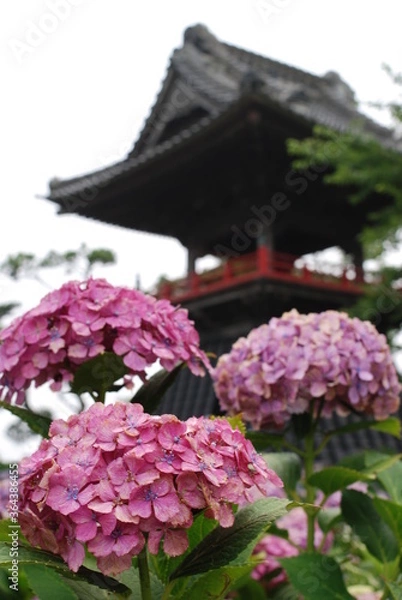 Fototapeta あじさい