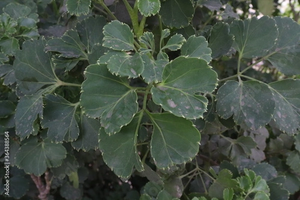 Obraz ivy leaves on a tree