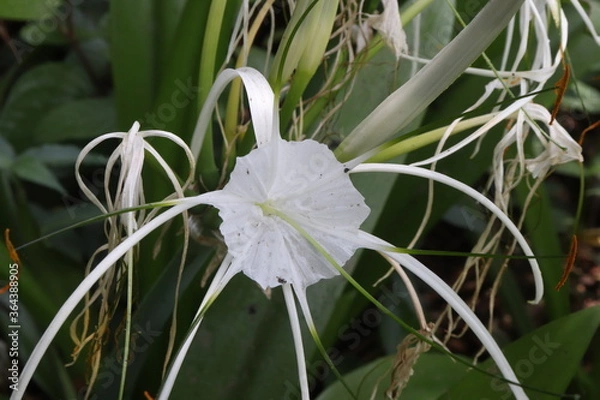 Fototapeta lily of the valley