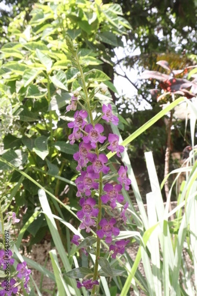 Obraz flowers in the garden