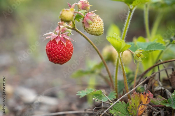 Obraz Close up of the red ripe strawberry in the garden