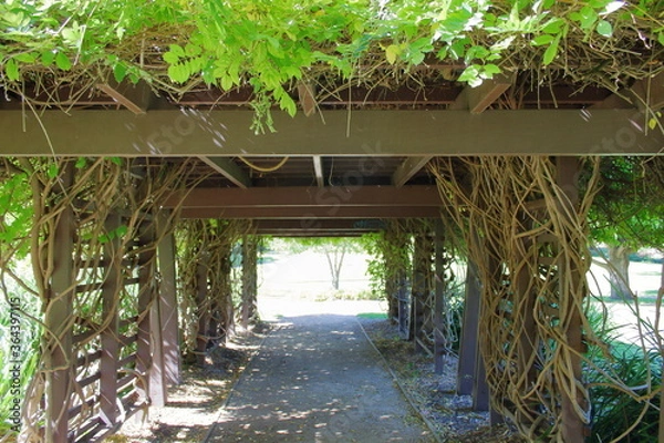 Obraz Adelaide Botanic Garden, Australia