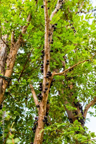 Obraz This tree is a Brazilian grape tree.