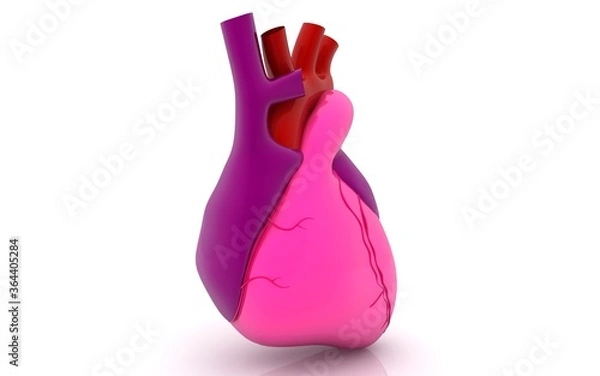 Obraz 3D human heart on white background