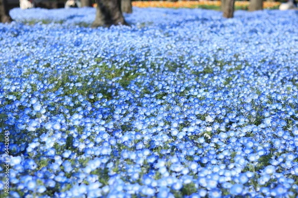 Obraz Nemophila flower field in the park ,japan,tokyo