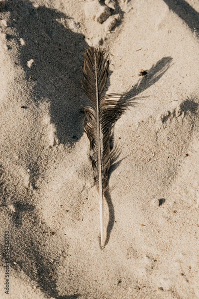 Obraz A feather on the beach among the sand