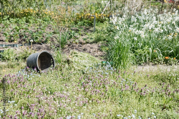 Obraz Flowers, meadow in the backyard garden. Revolving bucket.