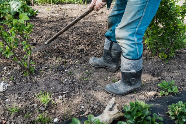 Obraz Raking the garden - senior hobby. Moody colors.